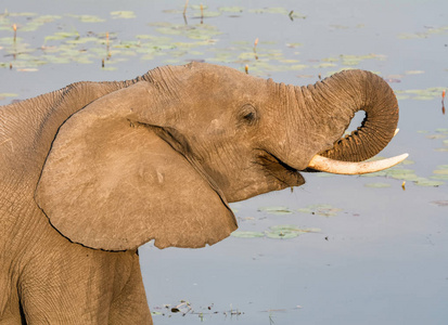 纳米比亚卡普里维条河上的一只成年大象