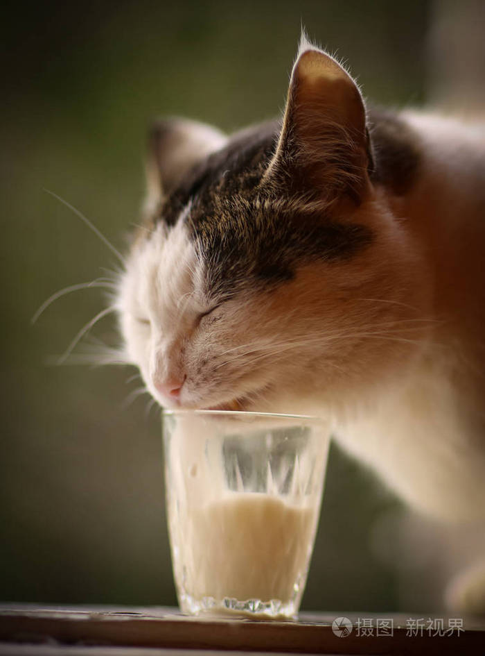 饥饿的猫喝牛奶从蓝色碗舔他的嘴唇