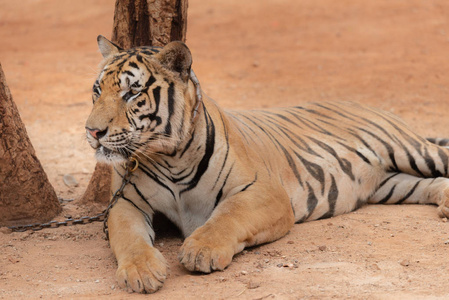 皇家虎在露天动物园为游客安全而铺设的舞台上