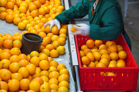 农民在一个仓库选择, 然后包装刚刚采摘塔罗科橘子成盒