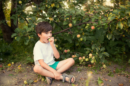这个男孩坐在苹果树下吃苹果。