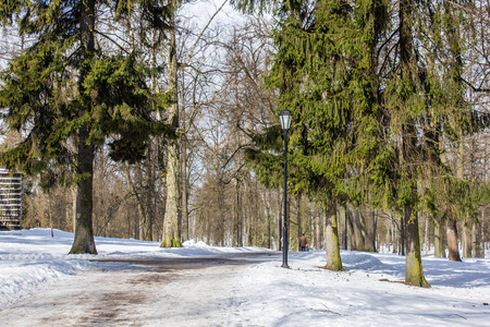 雪冬公园。冬晴霜日。公园里严重的霜冻。列宁格勒州, 俄罗斯