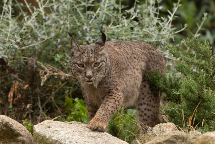 伊比利亚山猫拍摄在马德里 zoospain, 欧洲