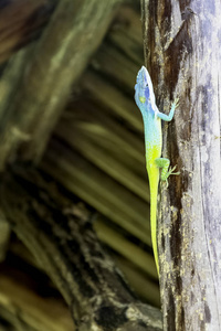 古巴男性蜥蜴艾利森的变色龙 Anolis allisoni, 也被称为蓝为首的变色龙巴拉德罗, 古巴