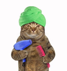 在他的头上的绿色毛巾的猫拿着梳子和吹风机。白色背景