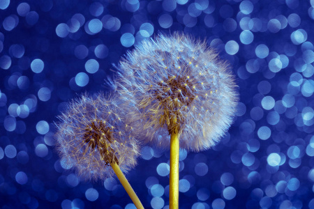 在蓝色散景背景下, 蒲公英的春夏花种子。绒毛的 Blowball