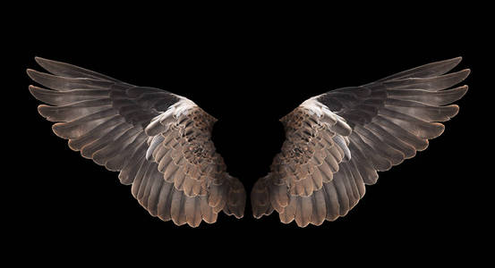 鸟翼图片
