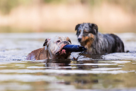 英国斗牛犬游泳与治疗袋在水中的鼻子