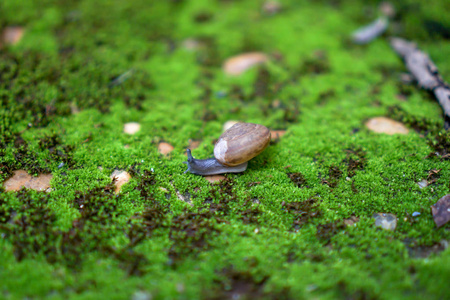 蜗牛在苔藓地区行走