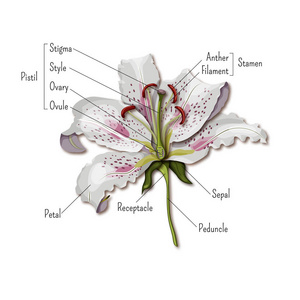 百合花解剖学儿童科学照片