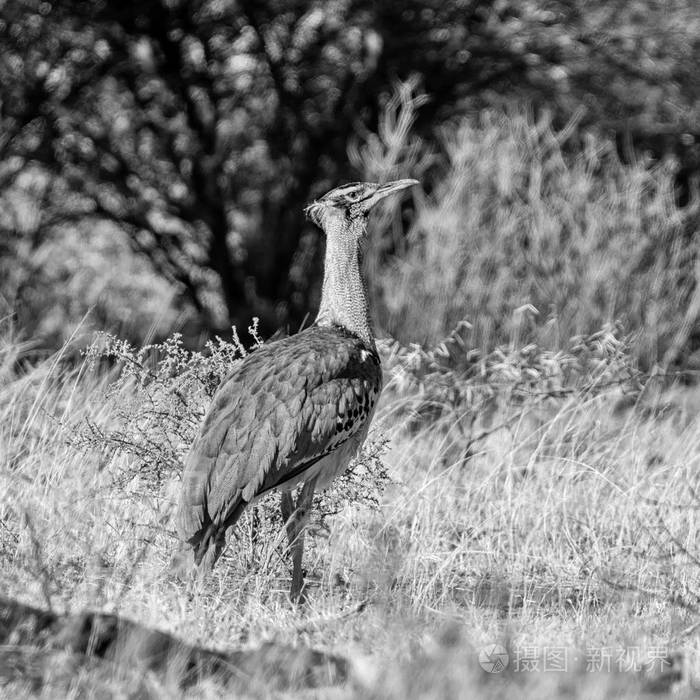 *4000px无水印下载免费10次/天下载小样发票合同问题/举报动物沙漠鸟