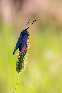 蝴蝶 zygaena filipendulae 在草尖上张开翅膀