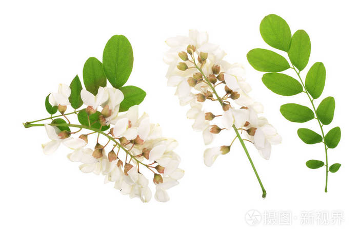 盛开的相思 叶子上有白色背景 相思花 刺槐 白相思照片 正版商用图片0oa386 摄图新视界 盛开的相思 叶子上有白色背景 相思花 刺槐 白相思照片 正版商用图片0oa386 摄图新视界