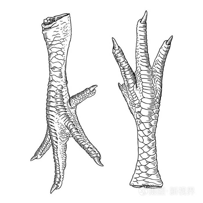 鸡爪简笔画图片图片