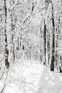白雪皑皑的丛林，季节性自然白色风光