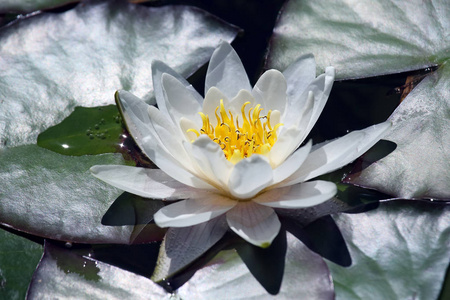 白百合莲花在水面上
