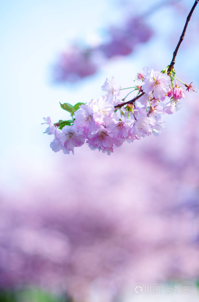 美丽的春天自然查看与人.树木和阳光.现场的阳光灿烂的日子.自然背景
