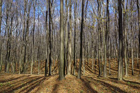 光秃秃的树木在秋天的树林