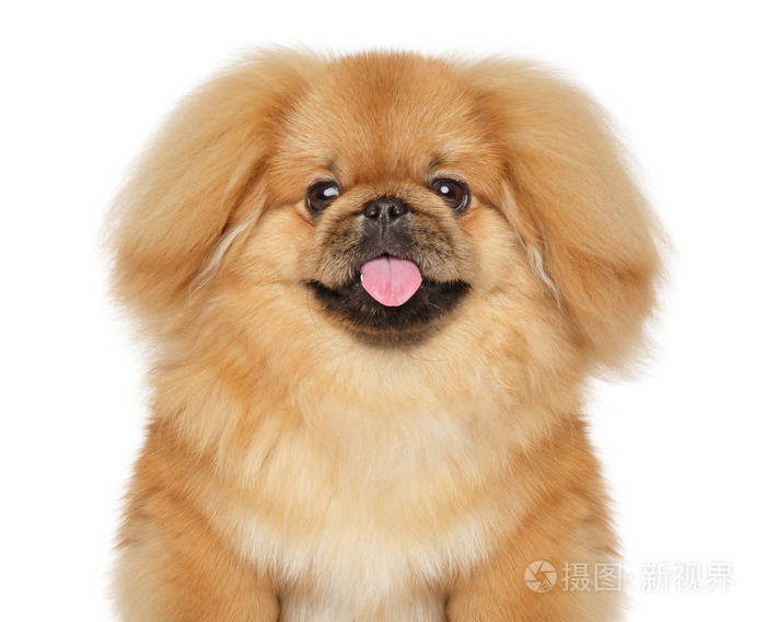 白色背景上的小哈巴狗狗