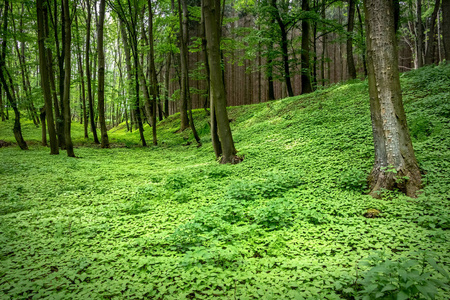 神奇的春天森林树木和绿色植物的地毯