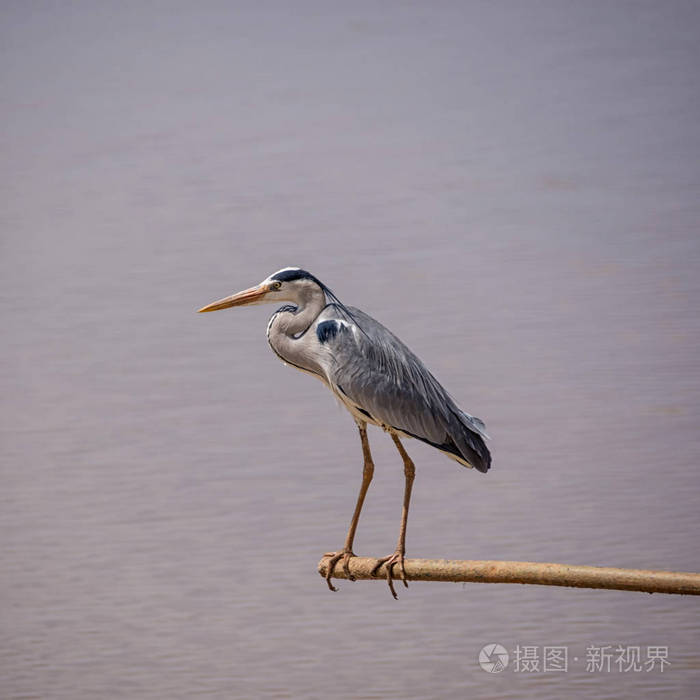 纳米比亚一个水坑里的灰鹭