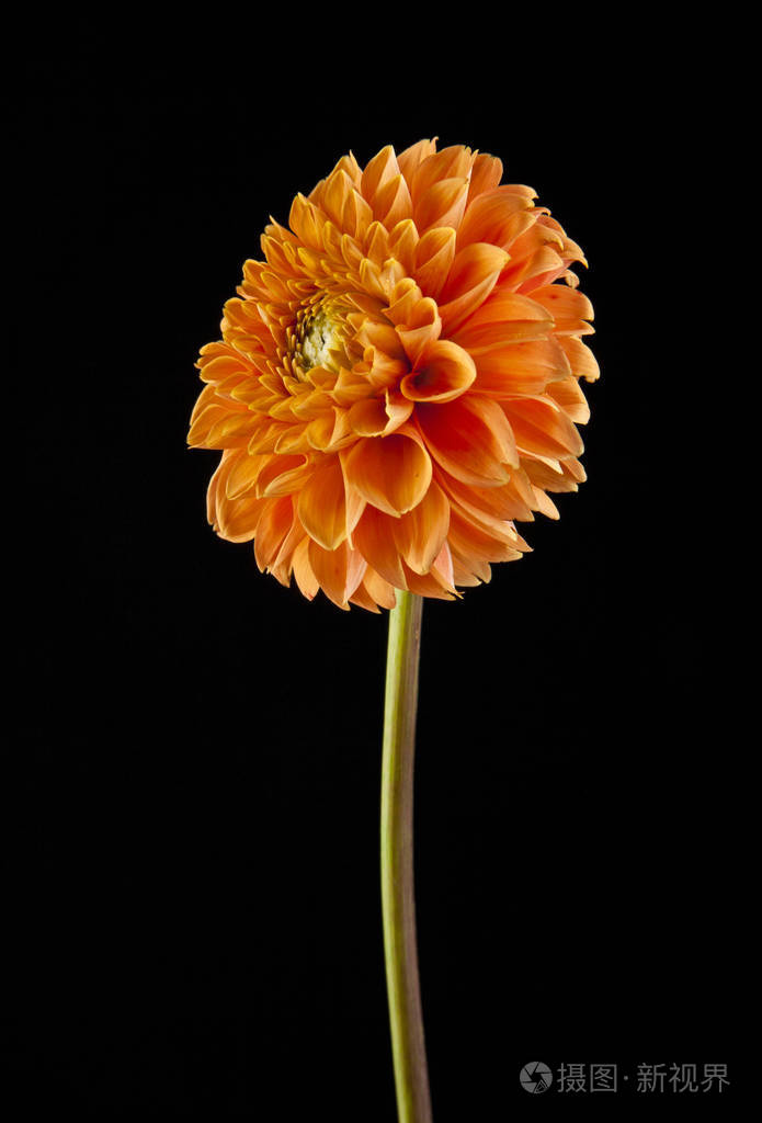 黑色背景上的花