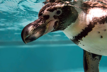 在动物园里游泳的企鹅