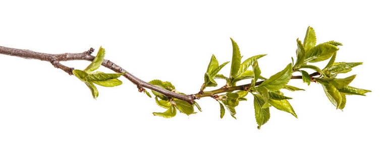 一棵梅树的枝条有年轻的绿叶孤立的孤立的