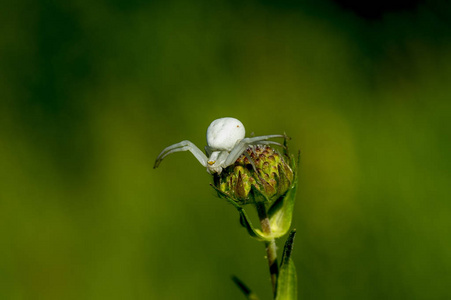 蜘蛛(拉丁阿拉内亚拉尼古希腊)照片