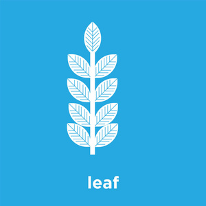 在蓝色背景上隔离的叶子图标照片