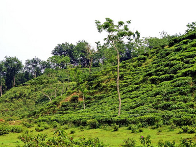 Srimangal 区是孟加拉最重要的茶叶种植园的故乡。