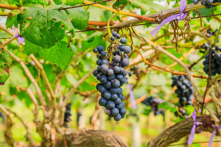 大束的红酒的葡萄挂得从藤上，温暖的背景