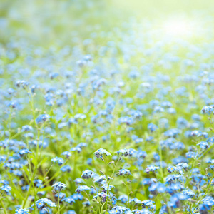 阳光明媚的花朵春天背景