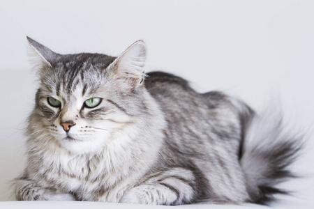 可爱的猫，银版的西伯利亚品种在白色的沙发上