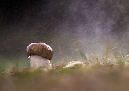 雨蘑菇图片