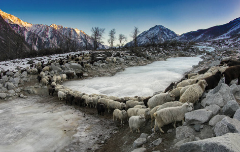 在阿尔泰山牧场