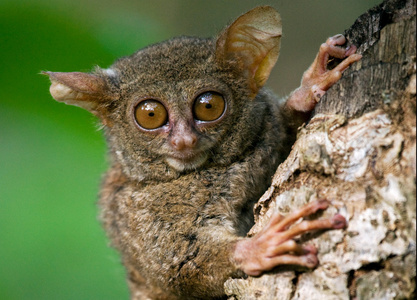 珀尔修斯图片 珀尔修斯素材 珀尔修斯插画 摄图新视界