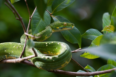 绿色 python 上树早午餐