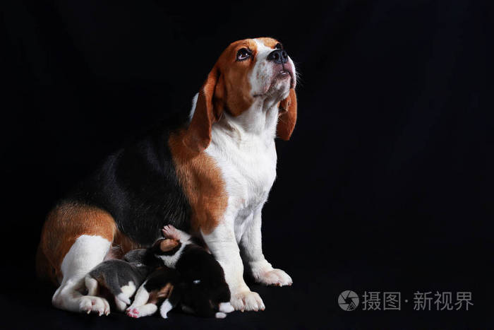 beagle 犬喂养她的小狗