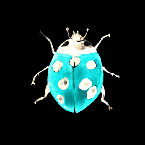 甲虫瓢虫水彩动物