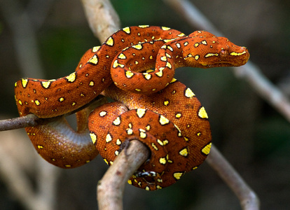 棕色蟒蛇上树早午餐照片