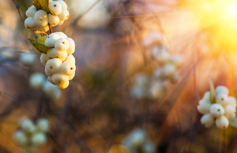 白色的浆果 Symphoricarpos 阿不思  临产光