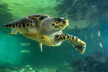 绿海龟在毛里求斯水族馆