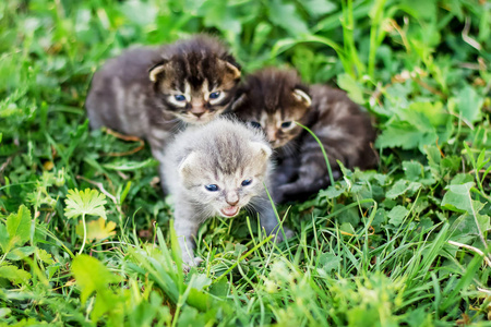 小猫们坐在绿草上, 打电话给他们的母亲。吃饭的时间到了。小猫想吃