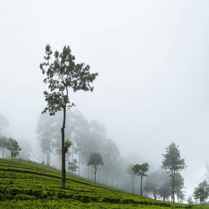 哈普特莱 Lnaka 茶园美景