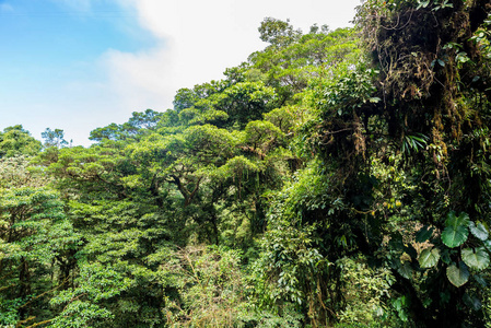 Cloudforest, 蒙特韦德, 哥斯达黎加的看法