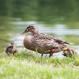 美丽的成年鸭子从水中来到池塘岸边与小鸭子