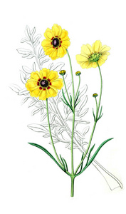 兰斯叶金鸡菊图片-兰斯叶金鸡菊素材-兰斯叶金鸡菊插画-摄图新视界