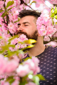 在粉红色的花朵附近平静的脸上的胡子和胡子的男子。与自然概念的统一。有胡子的人, 有新鲜的发型和盛开的樱花背景。在胡子的樱花开花的