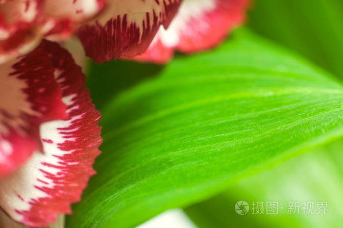 用花的花瓣和树叶背景